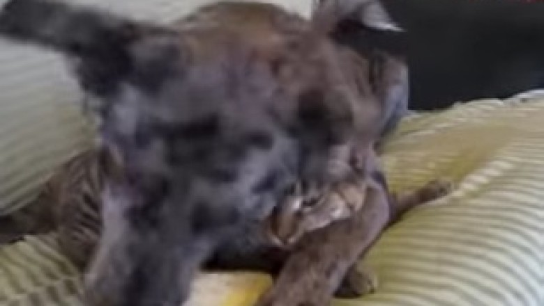 The Great Debate: Dog vs. Cat - Who's the Real Master of the House?