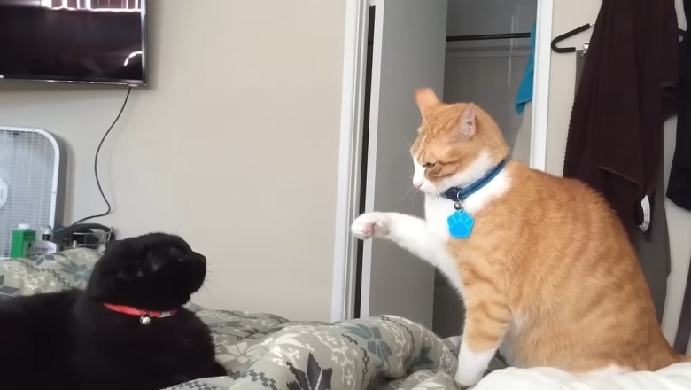 Watch Out! The Fastest Cat Slap Challenge You Never Knew You Needed!