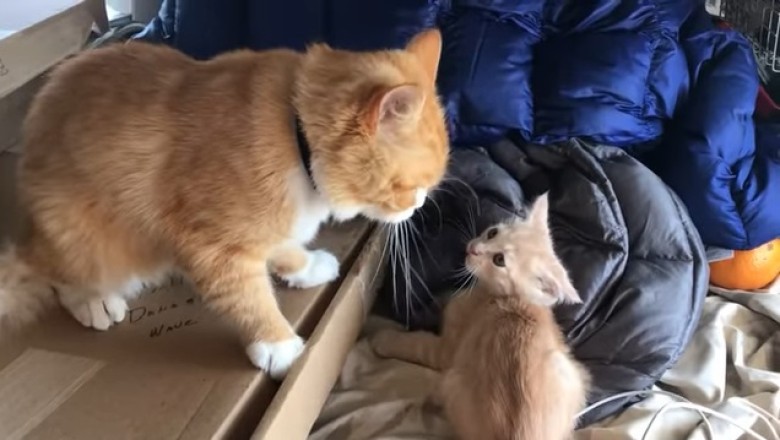 When Big Cats Attack: Hilarious Showdown Between Mom and Kitten!