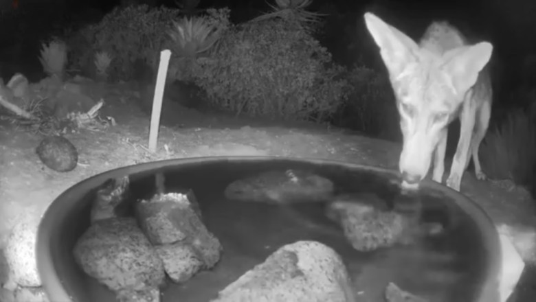 Jennifer’s Backyard Turns Into a Wild Animal Hangout — And She’s Loving It!