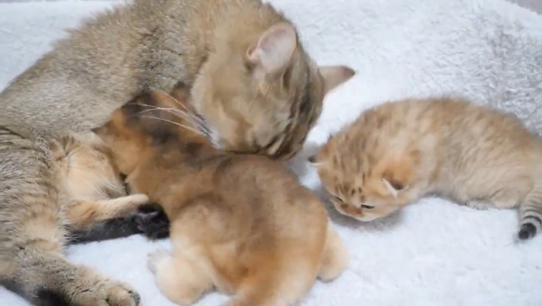 Kittens Gone Wild: The Absolute Cutest Cat Chaos!