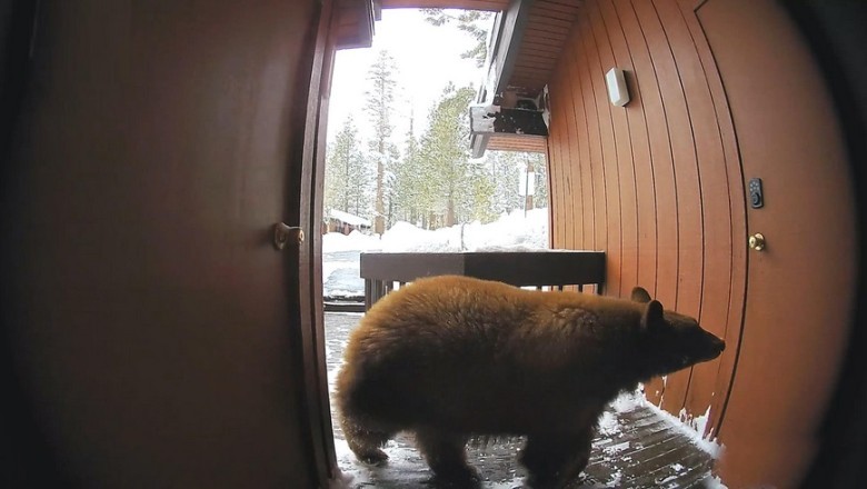 When Nature Knocks: Man Finds Huge Snake at Door, Neighbor Nearly Walks Into a Bear!