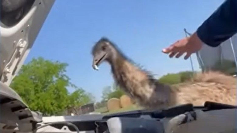 Epic Fails: When Pets Become Comedians!