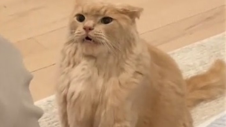 Cat vs. The Poisonous Playmate: Hilarious Feline Meltdown!