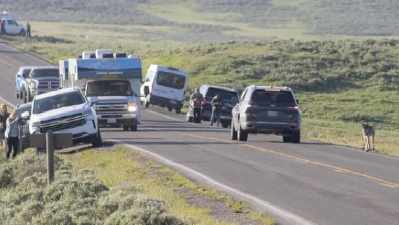 Close Encounter: German Shepherd Chases Young Wolf in Yellowstone