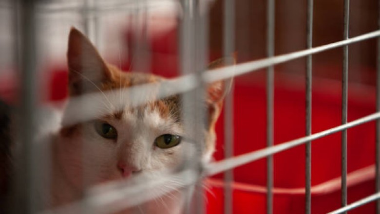 From Abandonment to Belonging: The Inspiring Journey of Teona the Cat