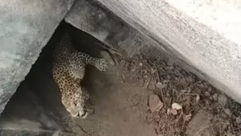 Leopard Rescue Operation Underway in Bhonti Village Amidst Growing Wildlife-Human Conflicts