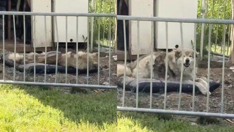 Nikita's Silent Love: A Blind and Deaf Dog's Heartwarming Reunion with Her Owner