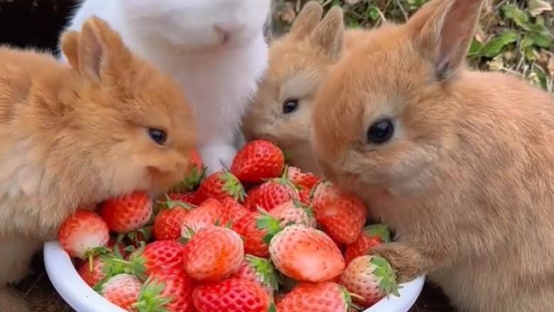Bunny vs. Strawberry: The Cutest Face-Off You’ll Ever See!