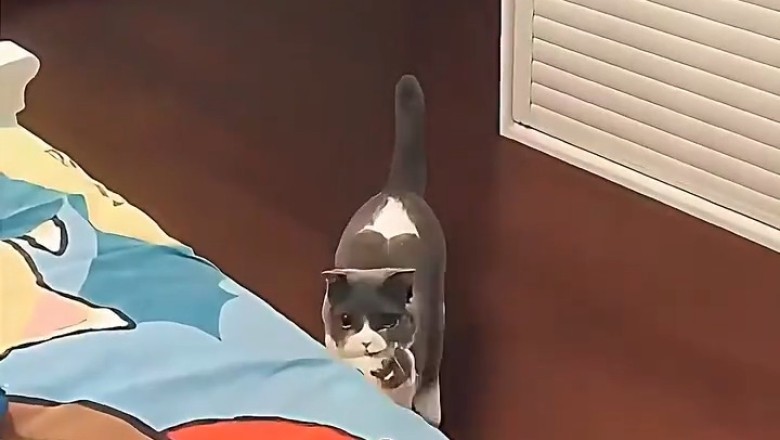 Hilarious Cat Mom and Her Tiny Twin Take Over the Couch!