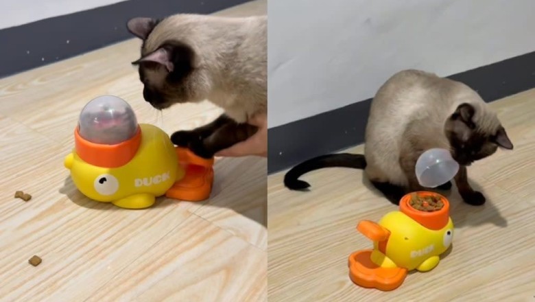 Hydration Hack for Cat: Tasty Treats They Can’t Resist!