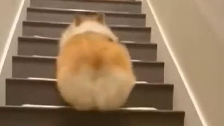 Stairway to Boogie: Dog Busts a Move Like Nobody’s Watching!