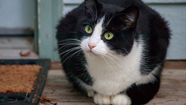 Stray Cat Plays Coy—But One Word Changes Everything
