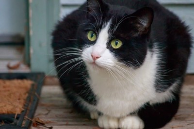 Stray Cat Plays Coy—But One Word Changes Everything