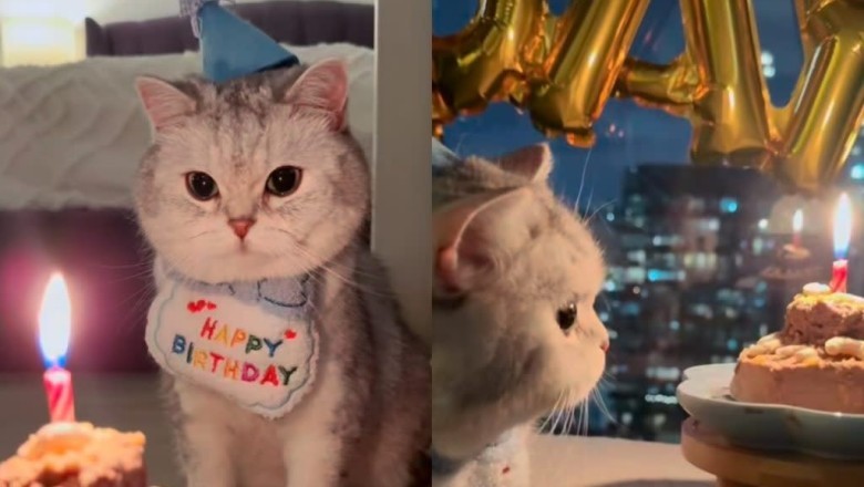 This Cat Had a Full-On Birthday Bash—and the Internet Is Obsessed