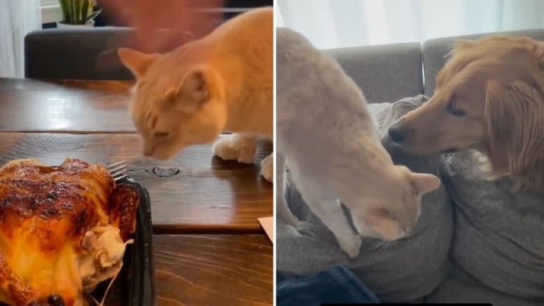 Waffles the Cat Shares His Weekly Grievances—And It’s Comedy Gold