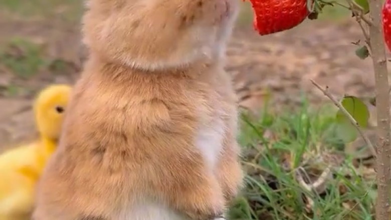 When Fluff Meets Peep: Bunny & Chick Become BFFs in Seconds!