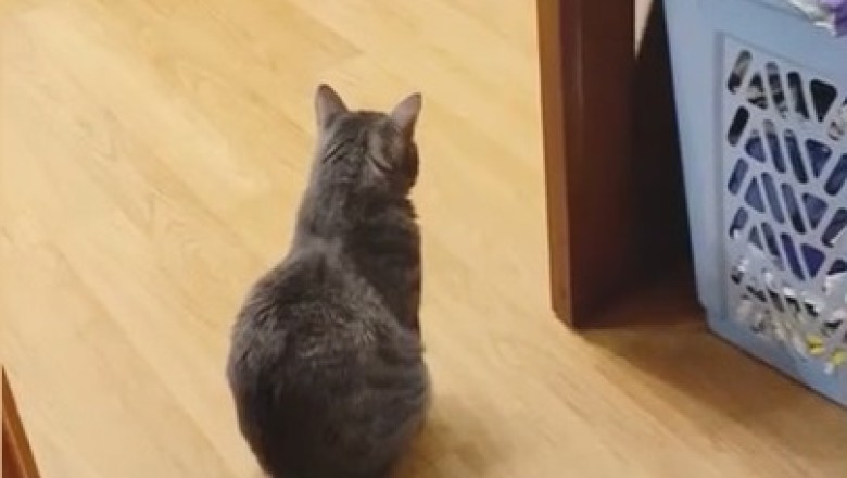 Detective Whiskers on the Case: Where’s That Mouse?!