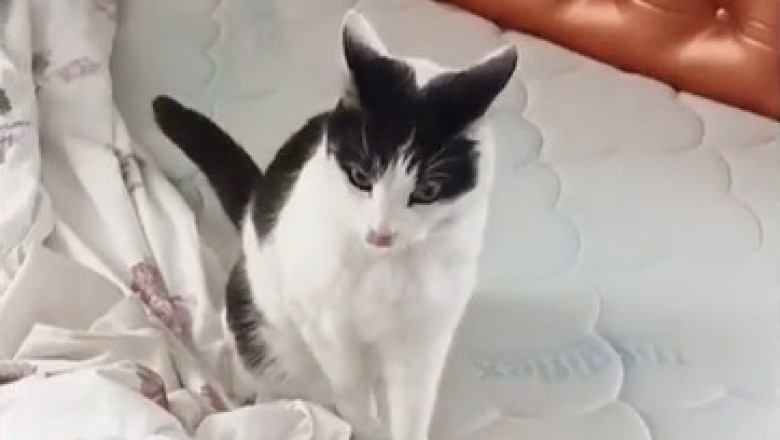 This Cat’s Got Jokes—and a Stand-Up Routine to Match!