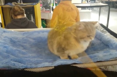 This Kitten’s Reaction to a Cucumber is Oscar-Worthy