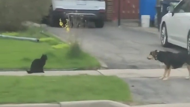 Bold Cat Takes on the Family Dog