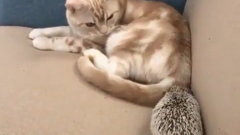 Curious Cat Meets Spiky Friend