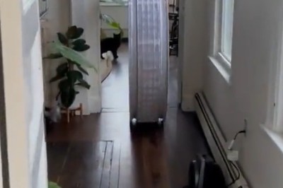 Curious Cat Roams the House