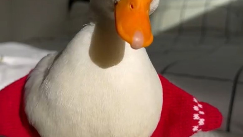 Dancing Duck Brings the Moves