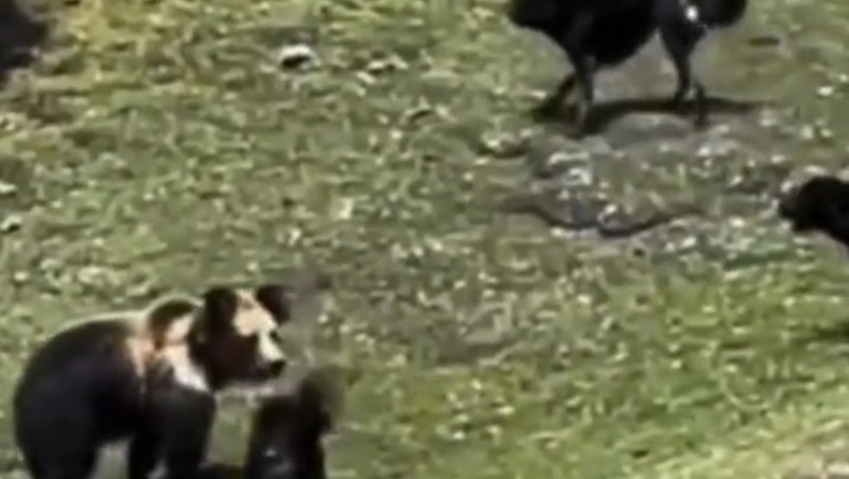 Dogs vs Bear: A Wild Encounter in the Wilderness