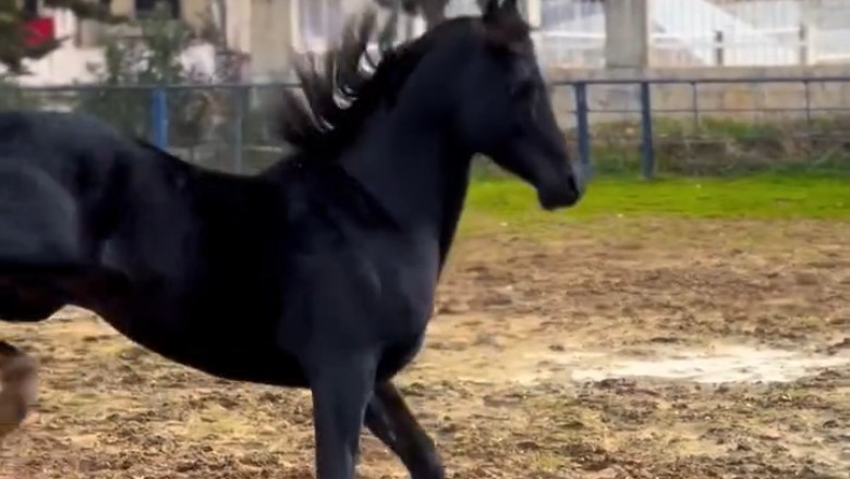 Grace in Motion: A Beautiful Horse in the Wild