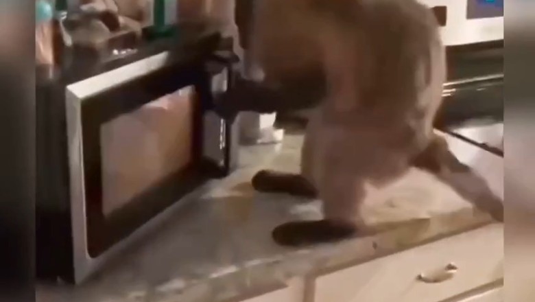 No Dice for You! Or Maybe They’ll Get You Instead?