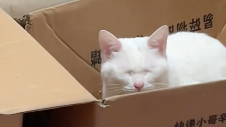 This Cat Knows How to Stress Out Your Lunch – Feline Chaos Unleashed