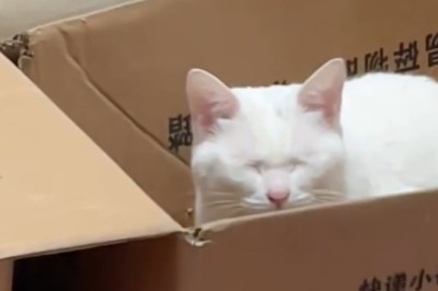 This Cat Knows How to Stress Out Your Lunch – Feline Chaos Unleashed
