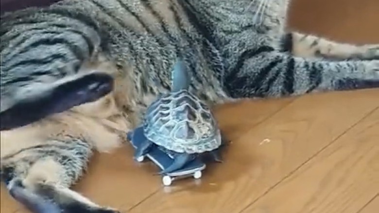 Unexpected Friendship: Turtle Meets Cat