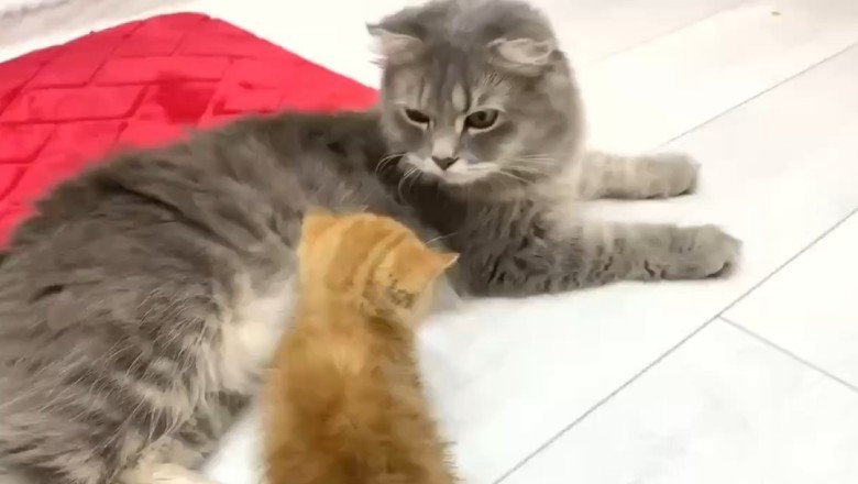 When the Kitten Tries to Be the Boss: Cat's Reaction Is Priceless!