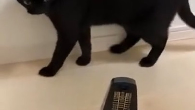 Cat with Moving Clock Hands