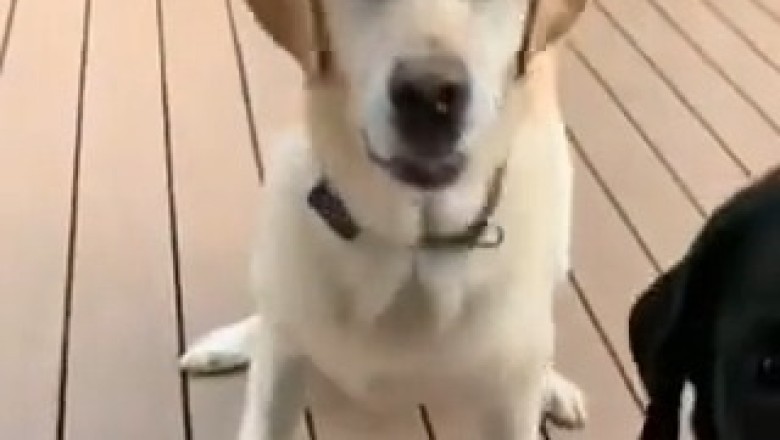 Two Loyal Dogs Showing Unbreakable Bond