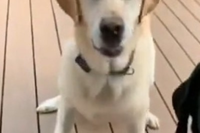 Two Loyal Dogs Showing Unbreakable Bond
