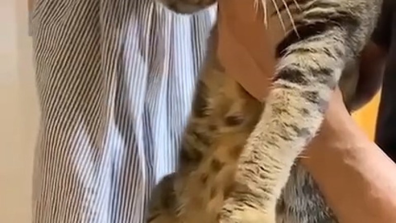 Cat Gets Nail Trim—and the Drama Deserves an Oscar!