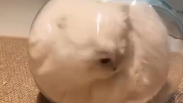Cat in a Fish Tank?! This Curious Kitty Is Breaking All the Rules!