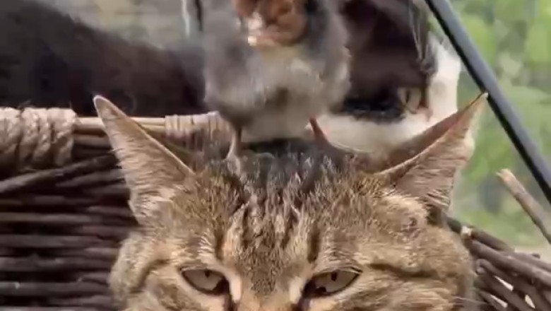 Cat Meets Chick—And What Happens Next Will Melt Your Heart!