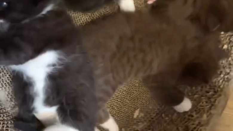 Cutest Kitten Ever? This Fluffy Star Is Stealing Hearts Worldwide!