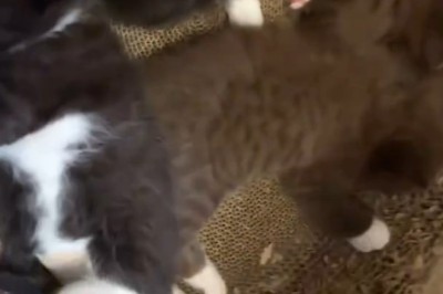 Cutest Kitten Ever? This Fluffy Star Is Stealing Hearts Worldwide!