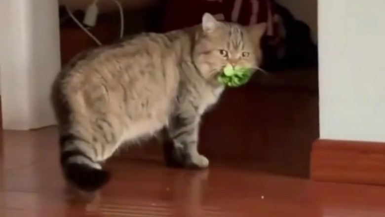 Move Over Rabbits—This Cat’s OBSESSED with Salad!