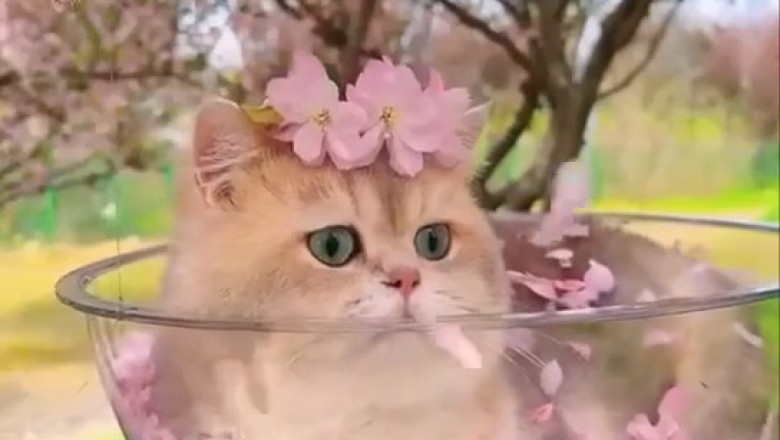 The Internet Can’t Handle This Kitten’s Beauty—See for Yourself!