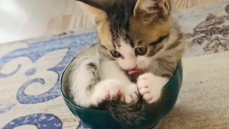 This Beautiful Kitten Looks Like It Stepped Out of a Fairytale!
