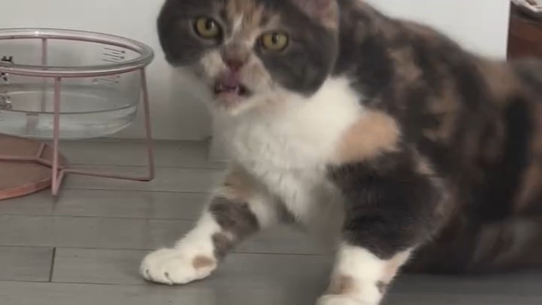 This Cat Lives Better Than Most of Us—Meet the Millionaire Meow!