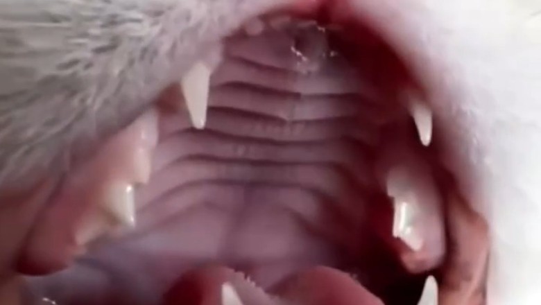 This Cat’s Scream Is Funnier Than Any Horror Movie!