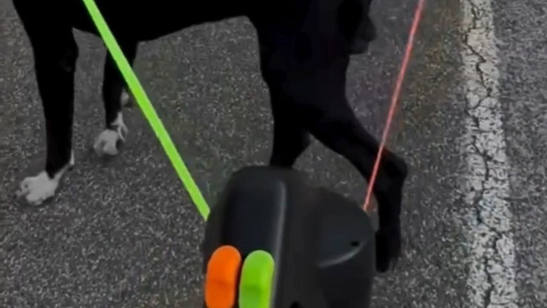 Two Dogs, One Rope—The Tug-of-War Battle You Didn't Know You Needed!