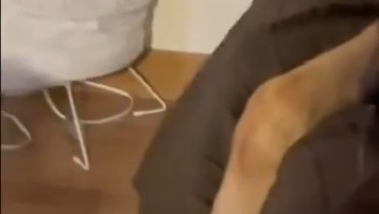 Unlikely Besties: Watch a Loyal Shepherd and Chill Gray Cat Take Over the Internet!